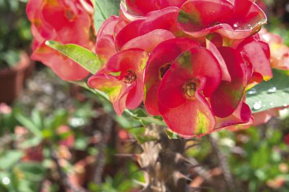 Épines du Christ et vide-greniers