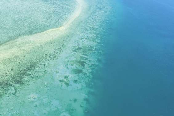 La Grande Barrière de corail en grand danger