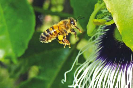 Les abeilles en fête à Wakoné