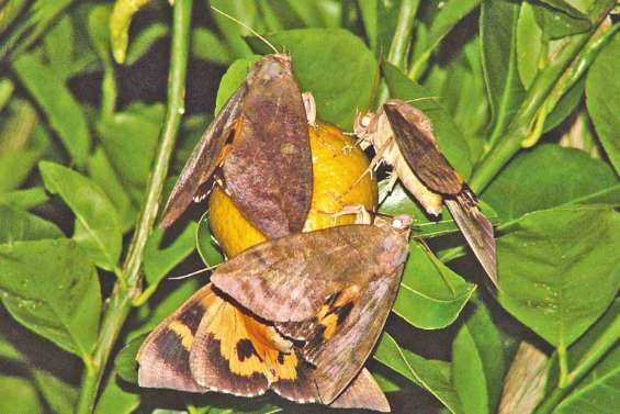 Attaque massive de papillons piqueurs sur les agrumes