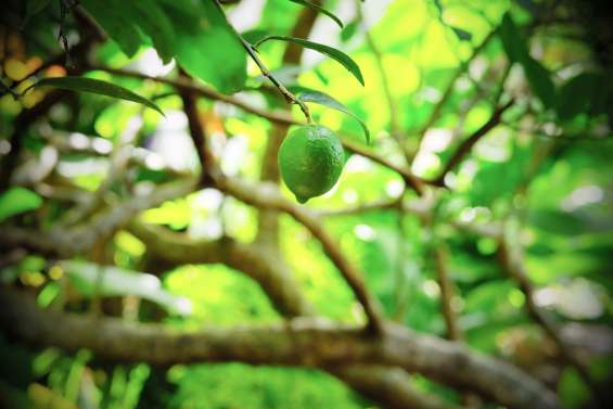 Des pesticides surveillés  mais pas contrôlés