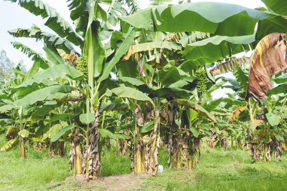 La tradition au secours de la banane