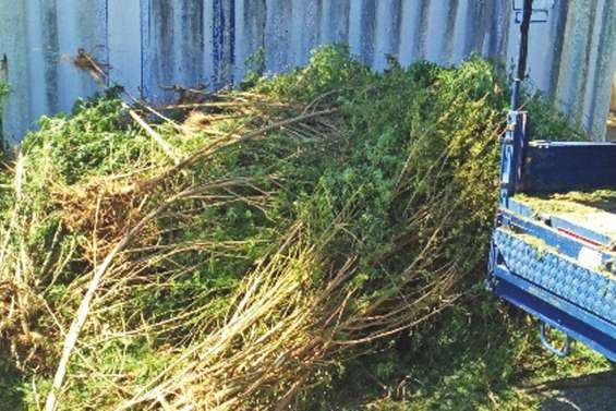 Le cannabis médical légalisé dans le Victoria