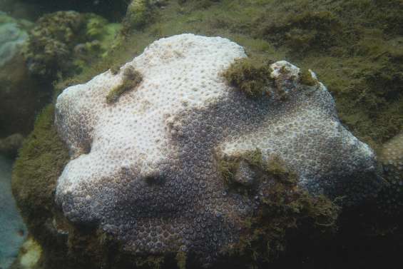 Blanchissement des coraux en baie de Sydney