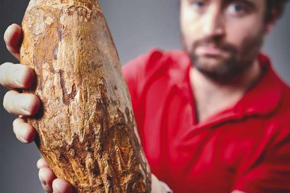 Une dent géante de cachalot   retrouvée à Melbourne