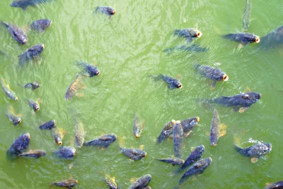 « Carpageddon » ou  l'herpès tueur de carpes