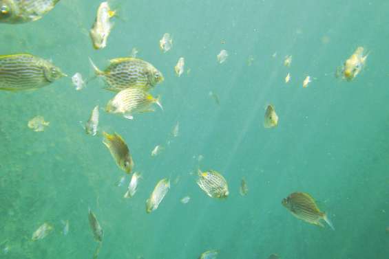 Secret de fabrication du picot rayé