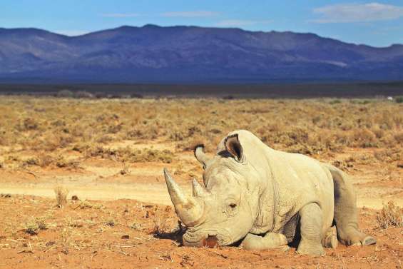 Des rhinocéros envoyés en Australie