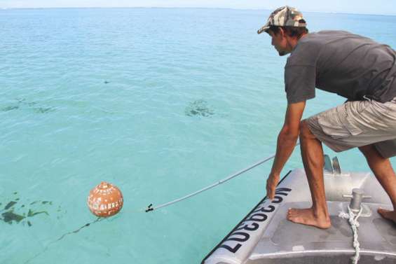 À la recherche des grands requins-tigres