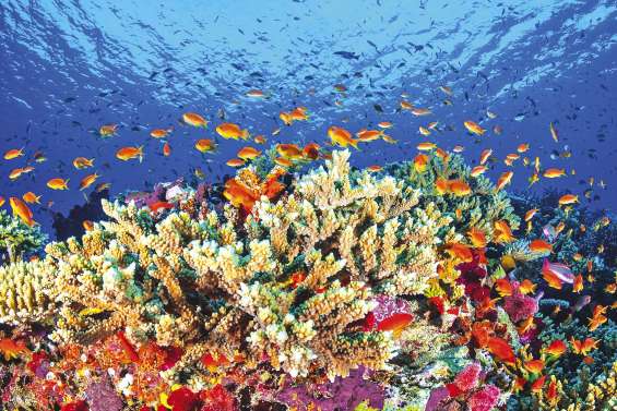 770 milliards pour sauver la Grande Barrière