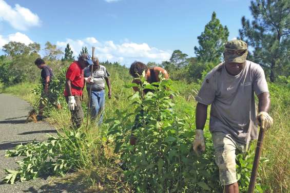 Une plante invasive menace  les espèces endémiques