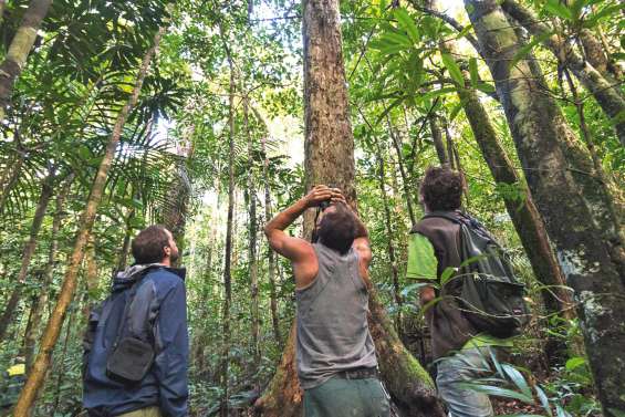 Des pistes pour conserver les forêts humides du Nord