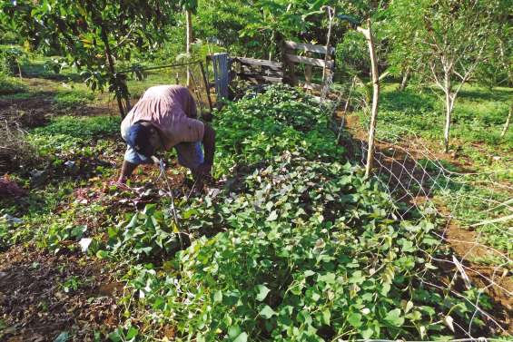 Les patates douces à la loupe