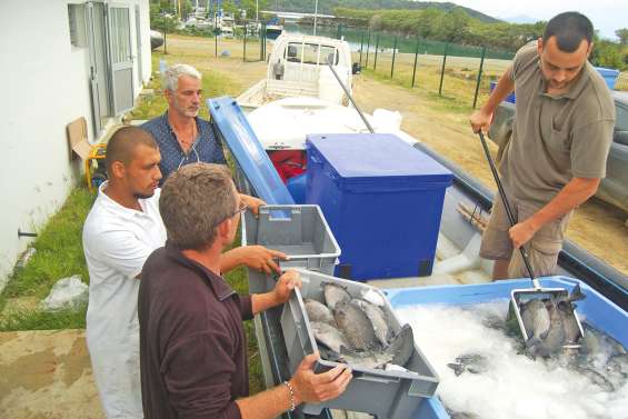 Des picots rayés à la ferme pilote