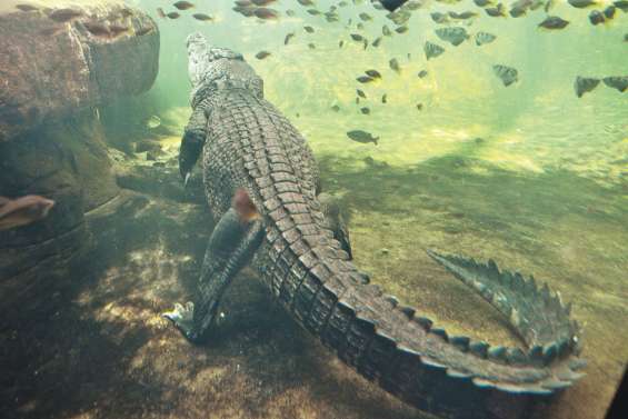 Une femme happée par un crocodile