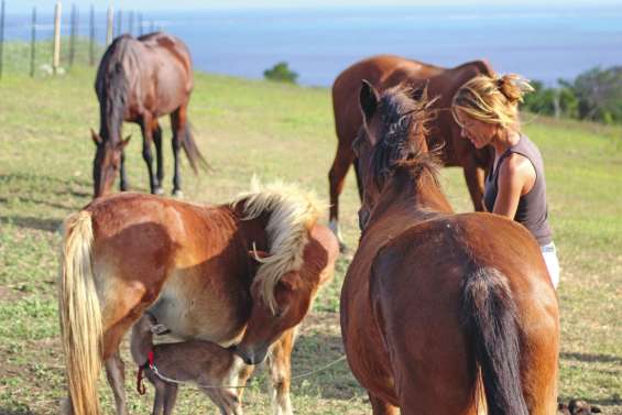 Des vacances à la ferme, autour du cheval