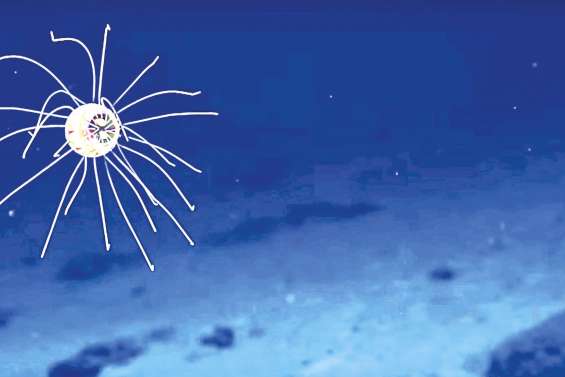 Une bien étrange méduse