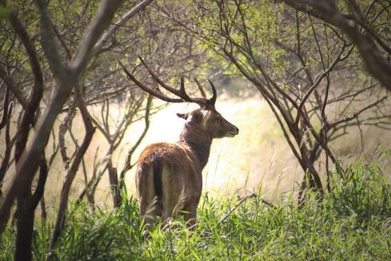 Les chasseurs ont carte blanche en province Sud