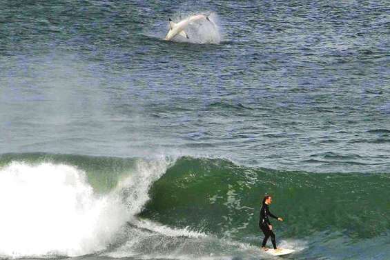 Clic, un requin volant !