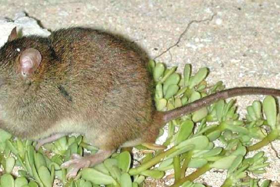 Un îlot submergé  et une espèce disparaît