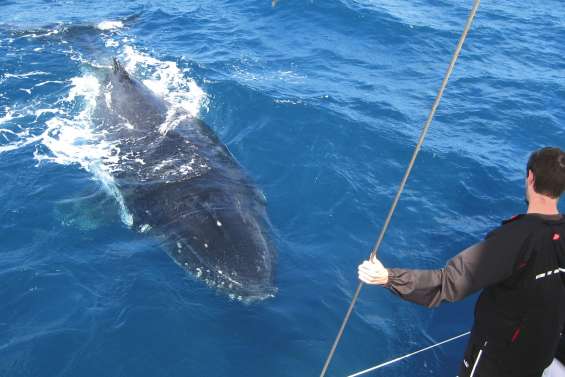 A vos baleines, prêts, créez !
