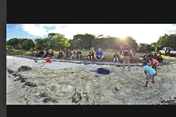 Baguage de tortues grosse tête à Saint-Joseph