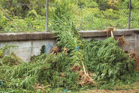 Ils voulaient un voleur, ils ont eu un cultivateur