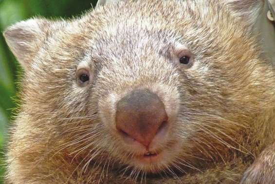 L'Australie pleure Tonka le wombat