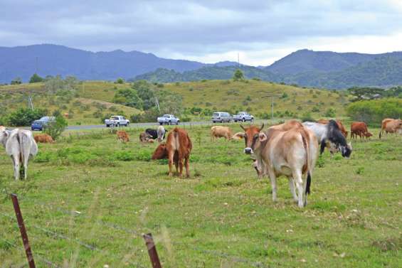 Laisser errer ses animaux coûtera cher aux propriétaires