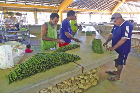 La période d'achat des gousses de vanille bat son plein