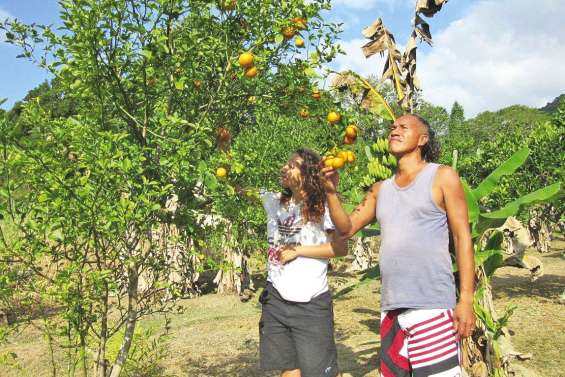 Les mandarines se font un peu désirer