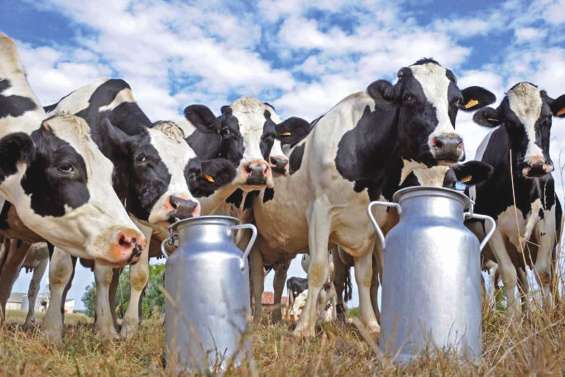 La résistance laitière s'organise