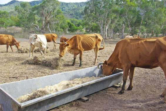 Autonomie alimentaire : le déclin va-t-il s'enrayer ?
