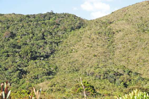 Maquis et forêts « reliques » du Sud : un destin commun ?