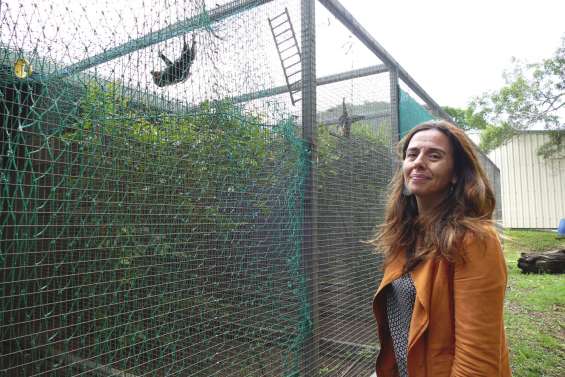 Nipah virus : le verdict des analyses