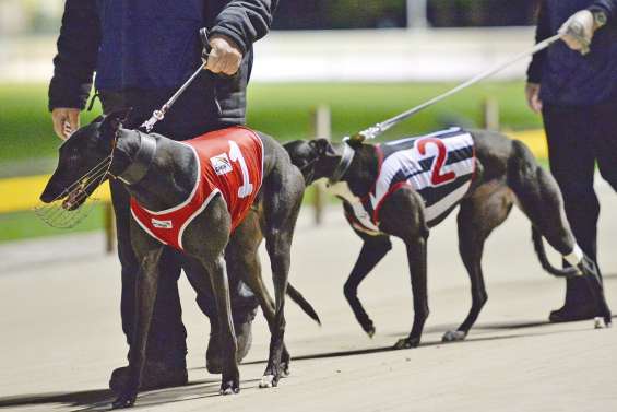 Les courses de lévriers interdites en Nouvelle-Galles du Sud