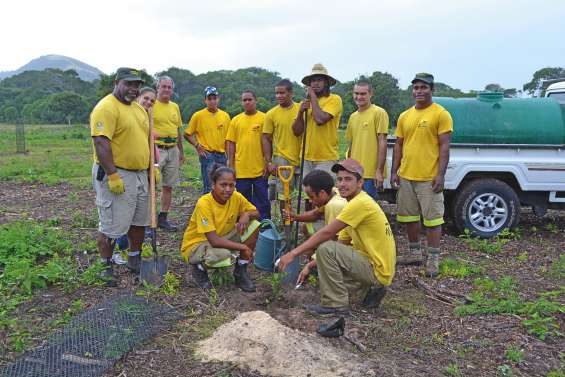 Cent arbres de plus dans la forêt sèche de Déva