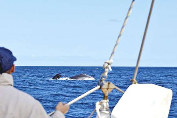 Les skippers préparent la saison des baleines