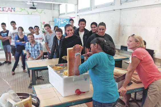 Des essaims très citadins