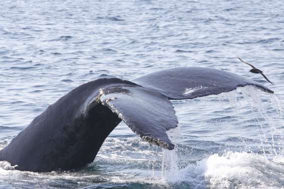 Les baleines livrent quelques mystères