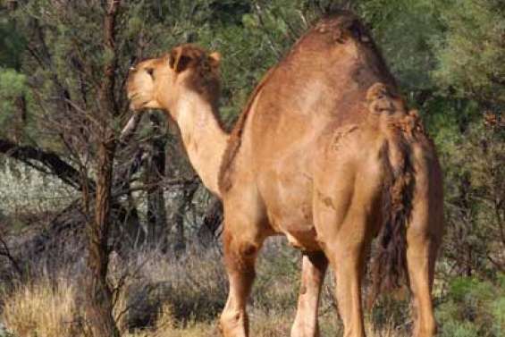 6 000 chameaux vont mourir au soleil