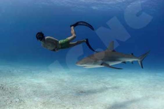 Le seigneur des océans de plus en plus rare