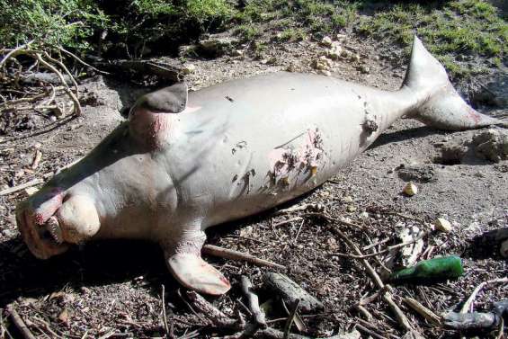 Un dugong tué par des braconniers