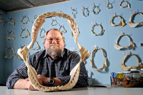 Les attaques de requin augmentent