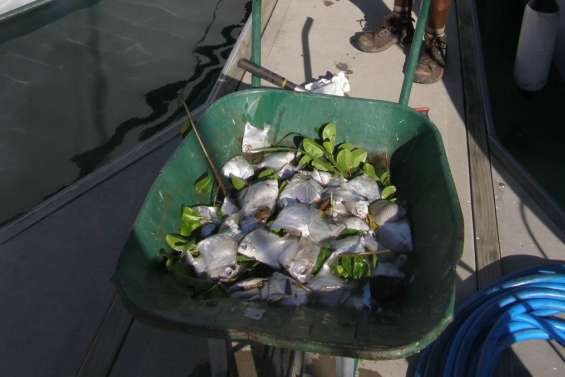 Une étrange pollution baie de l'Orphelinat