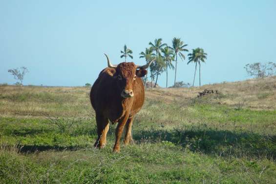 Traqueur kiwi pour bétail sauvage