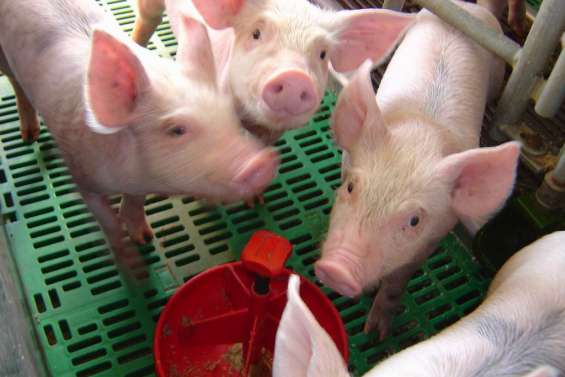 Le porc se fait rare