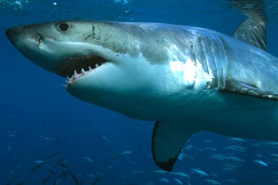 Mordu par un grand blanc à Sydney