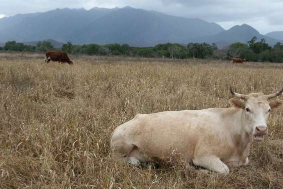 Coup de pouce contre la sécheresse