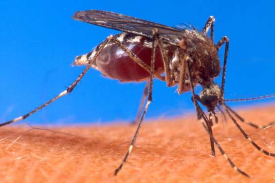 La dengue en net repli